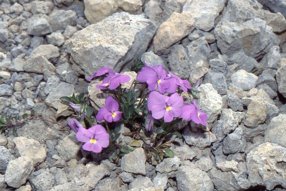 Viola 15