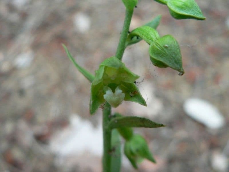 Epipactis 5