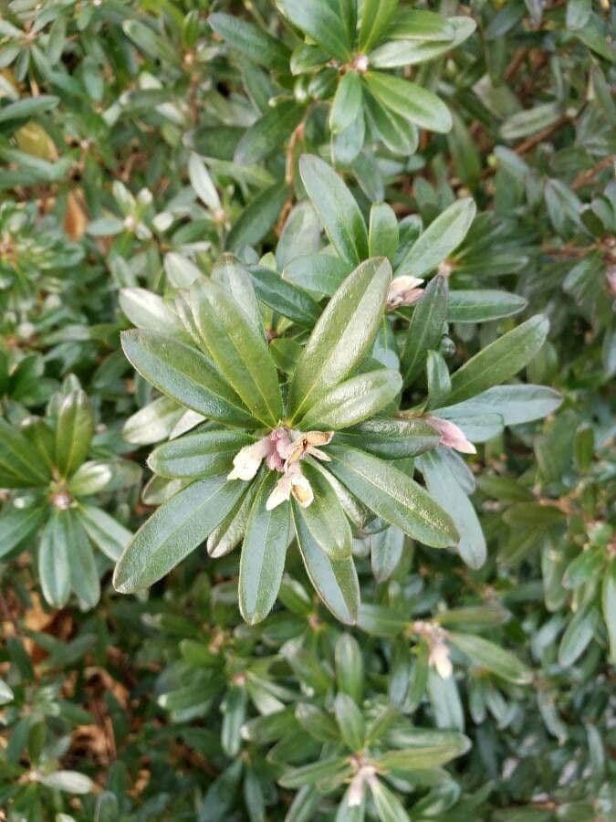 Daphne caucasica 4