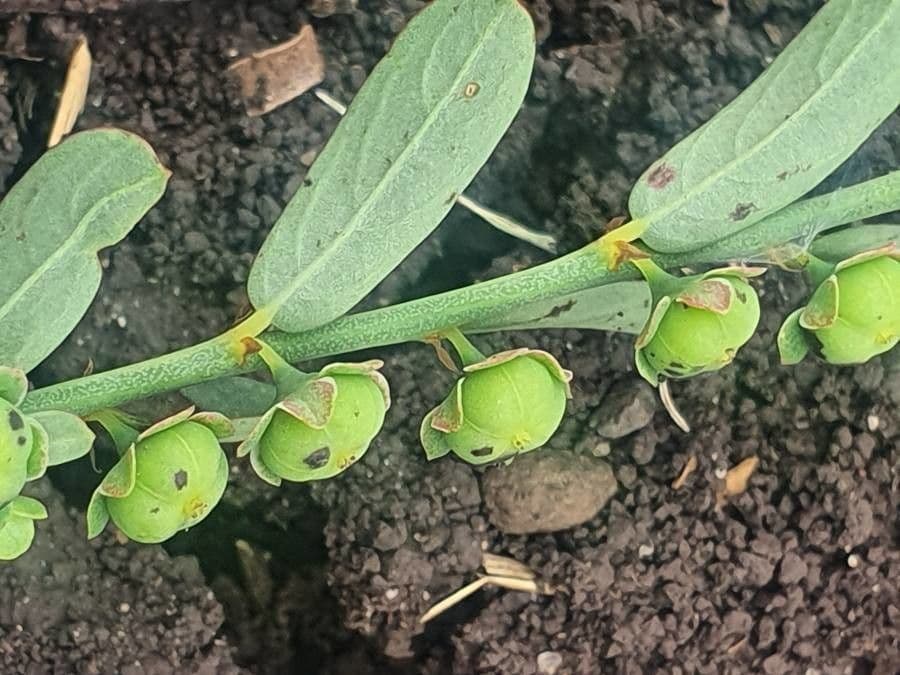 Phyllanthus
