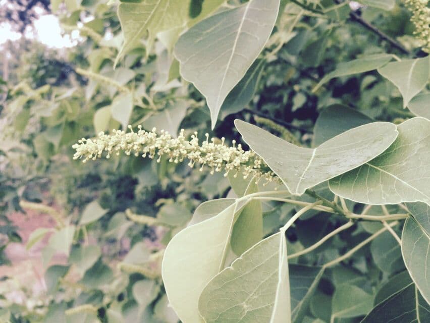 Candleberry-tree 6
