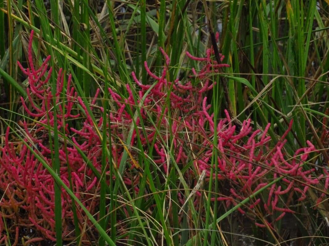 Rote Glasmalve 3
