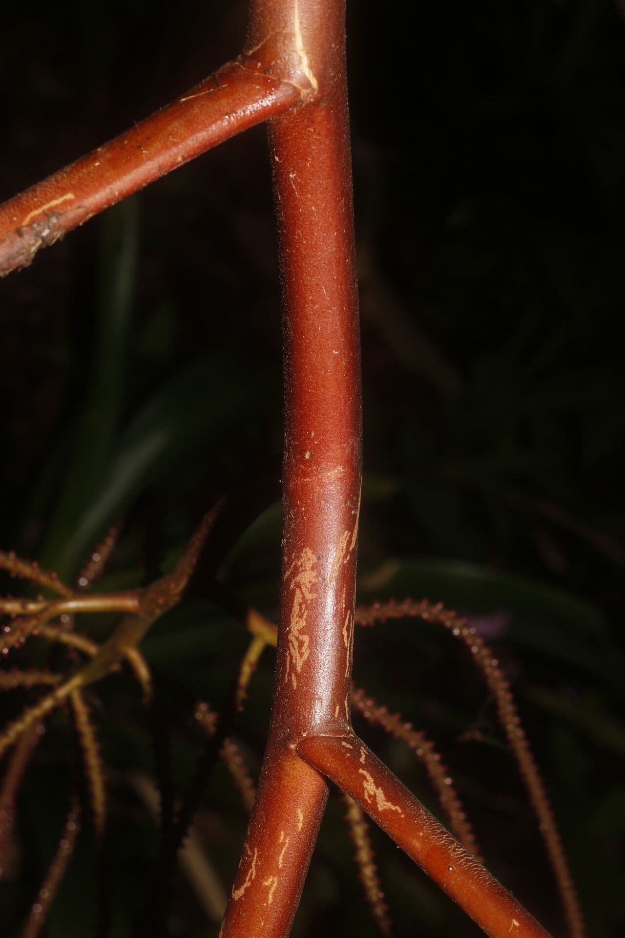 Geonoma interrupta 19