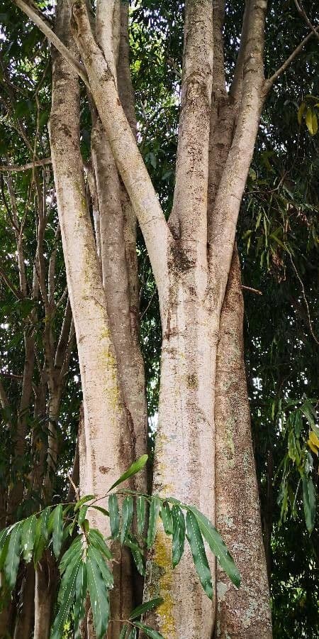 Hydnocarpus 8