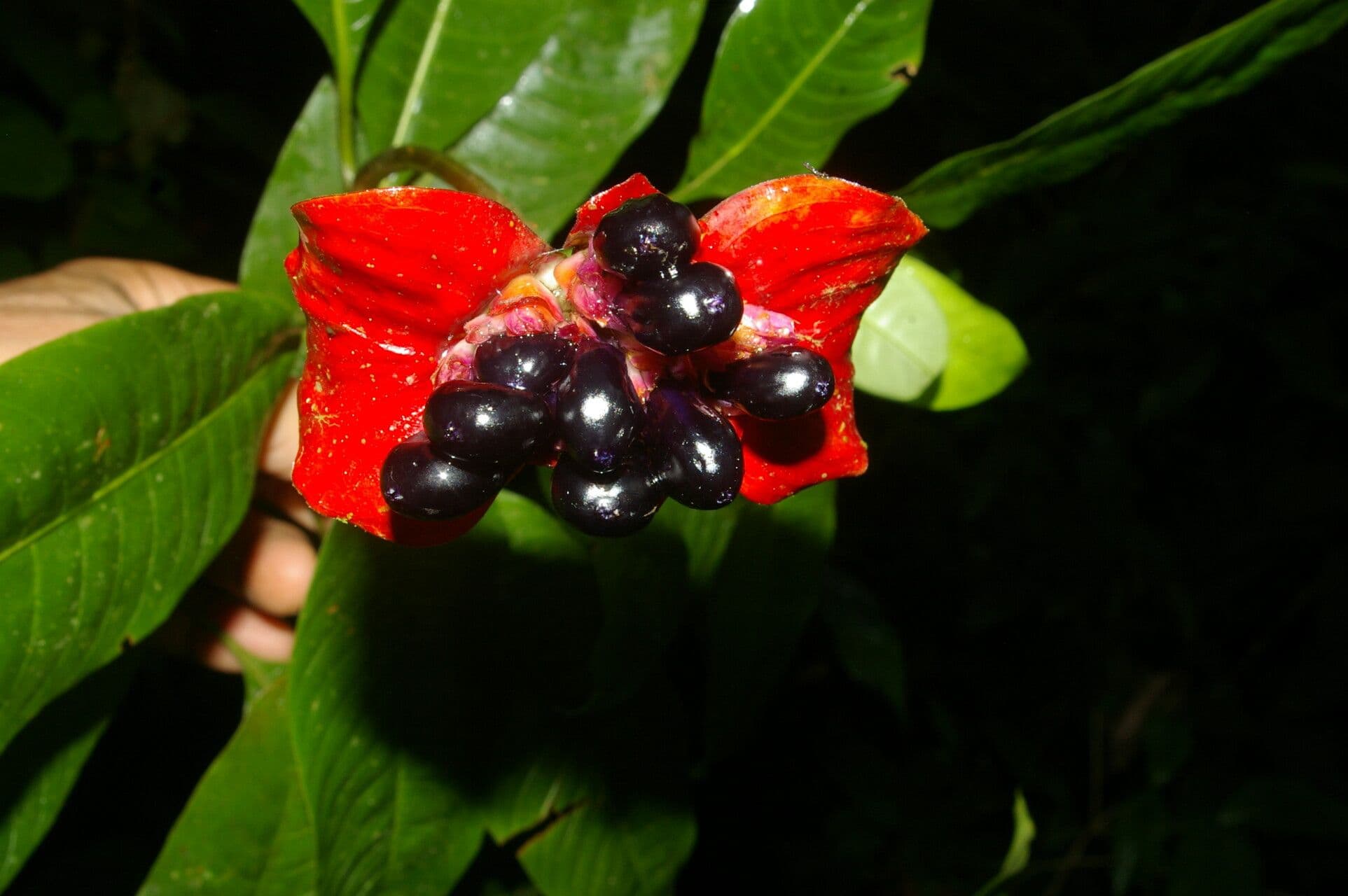 Labios rojos