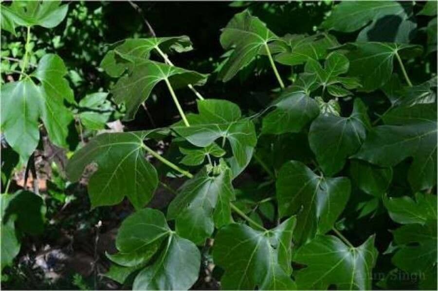 Jatropha