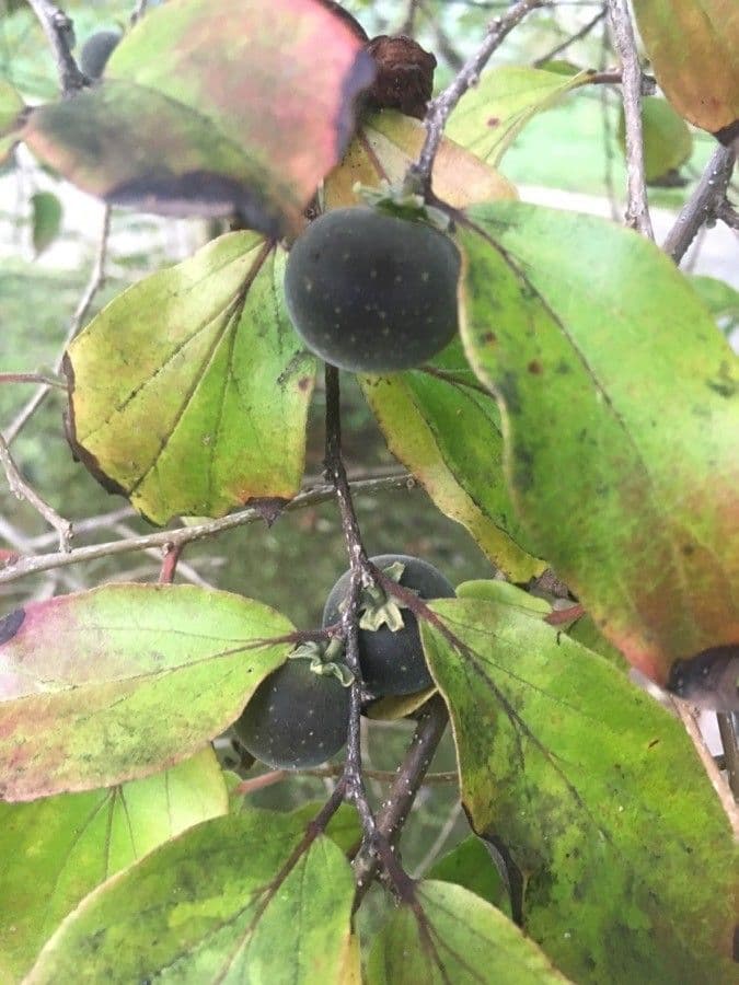 Dovyalis del Ceylon 2