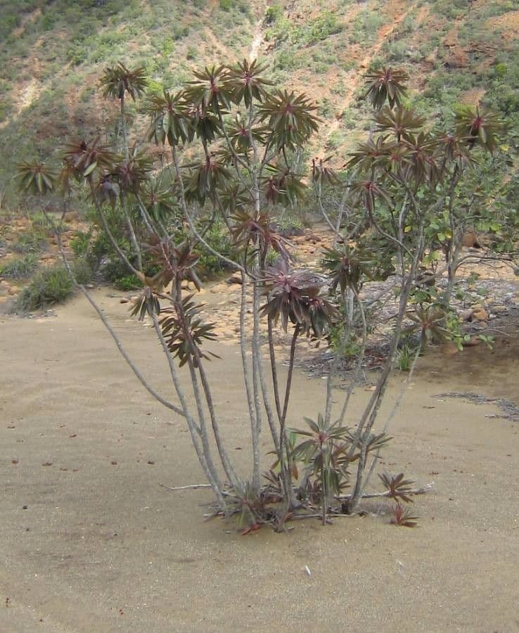 Xanthostemon 15