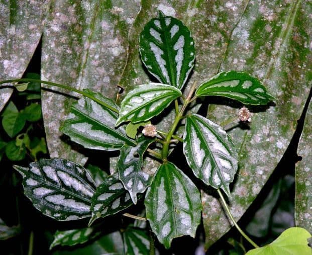 Pilea 25