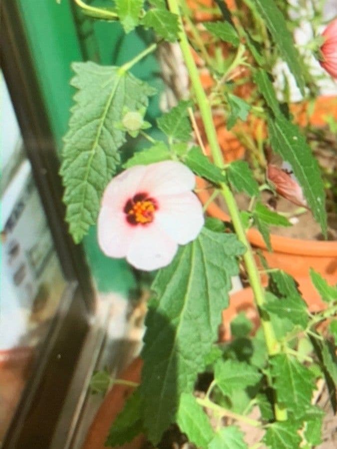 Pavonia hastata 8
