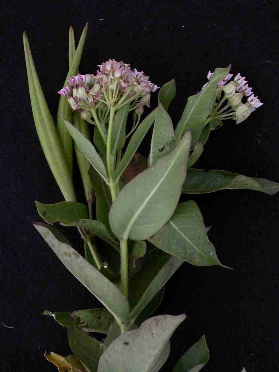 Asclepias mellodora 2