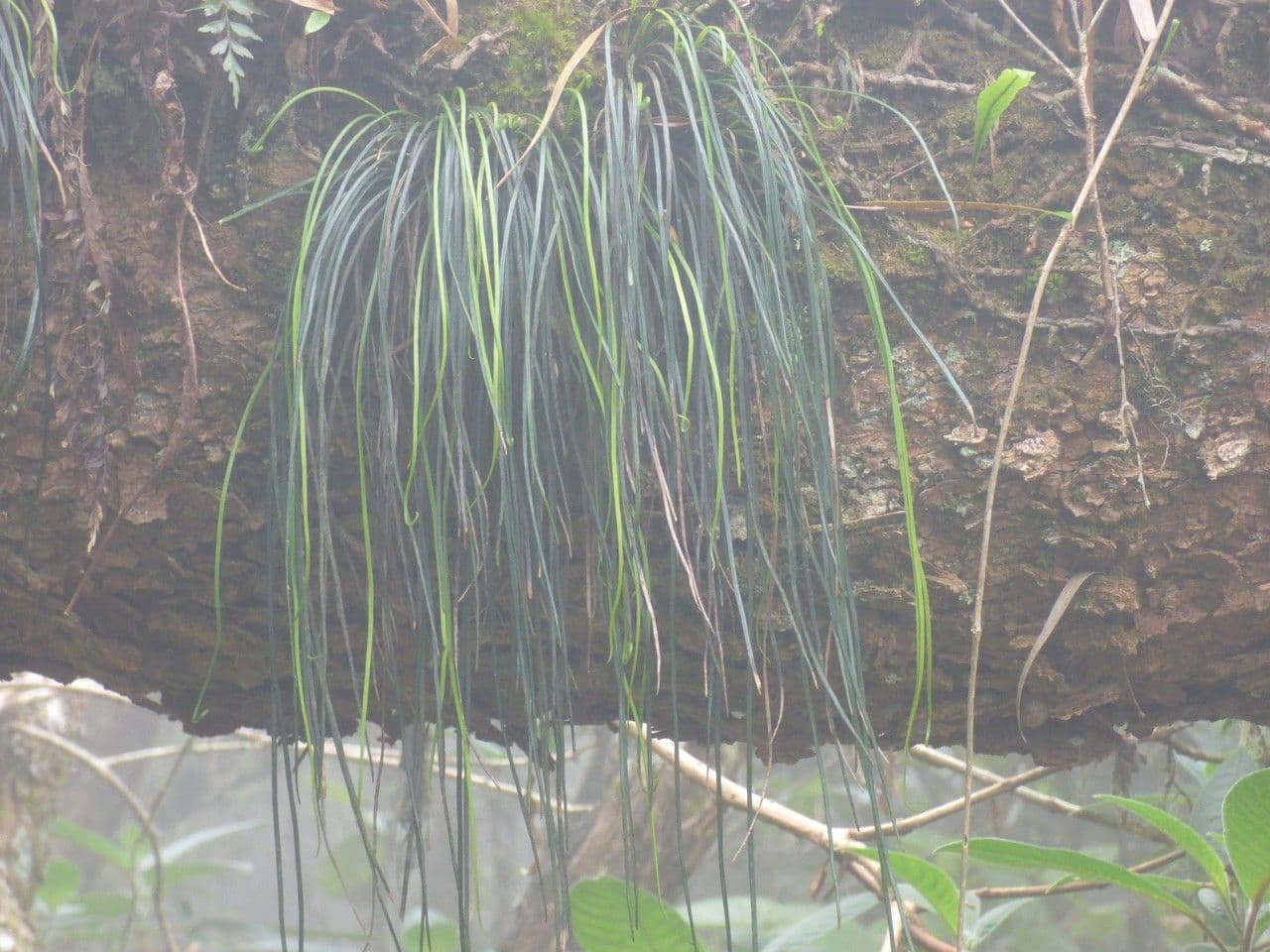 Vittaria 5