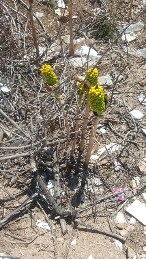 Cistanche 3