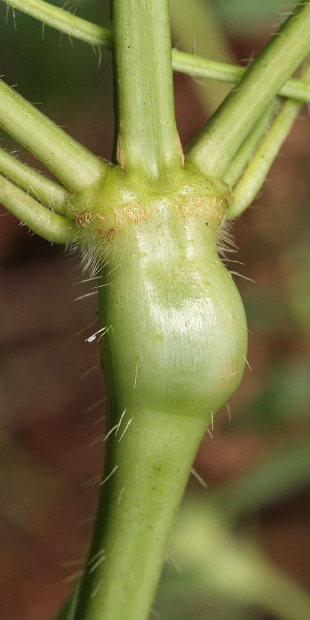 Canapetta bifida 2