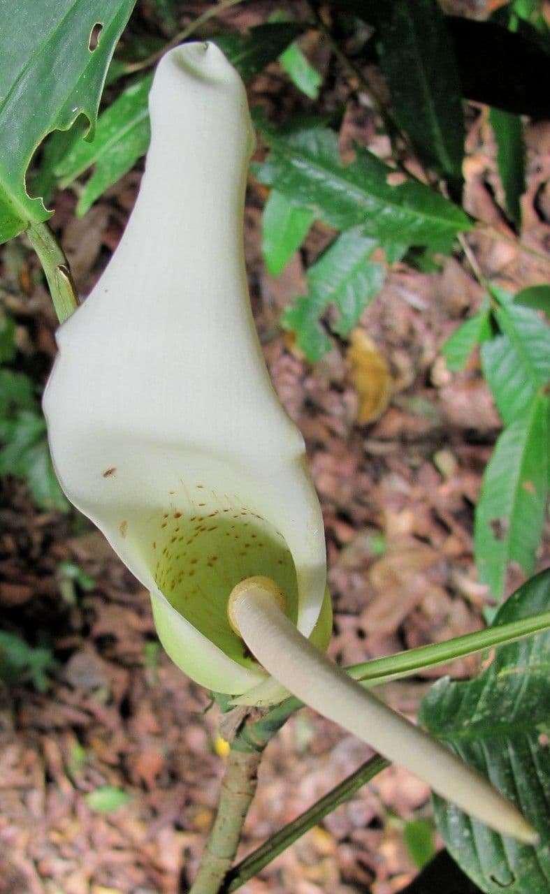 Filodendro 3