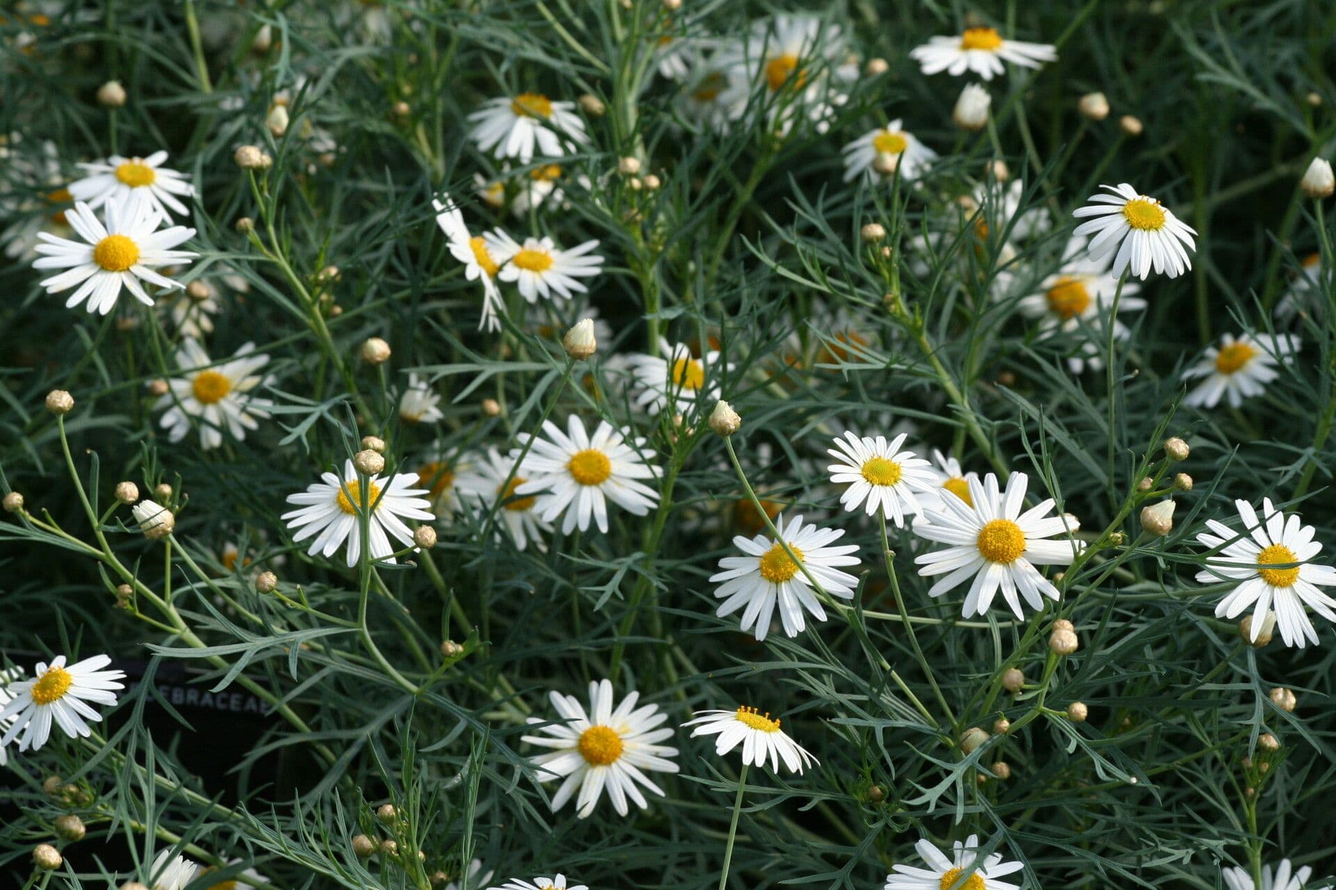 Fenchelblättrige Margerite 2