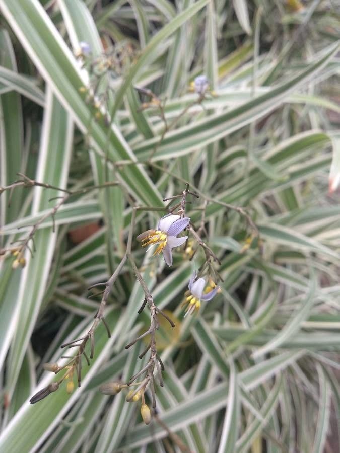 Dianella tasmanská 6