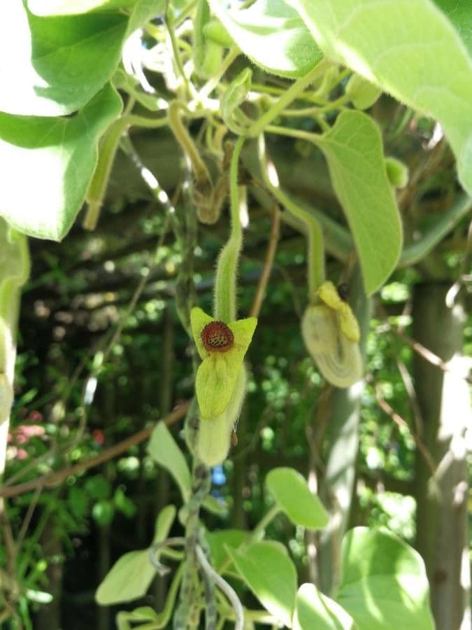 Aristolochia 4