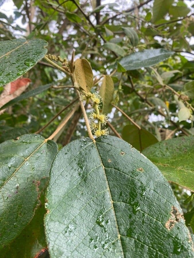 Croton 2