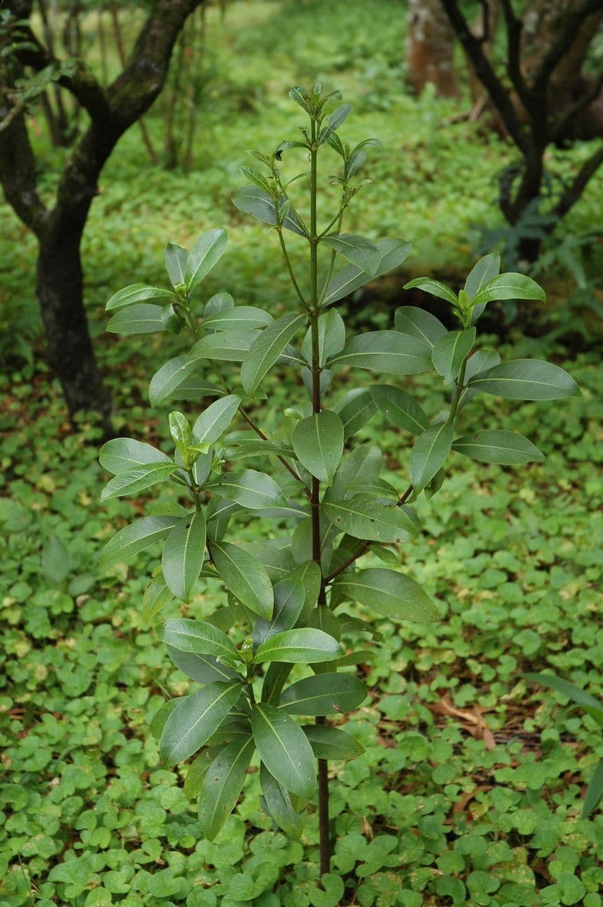 Psychotria 3