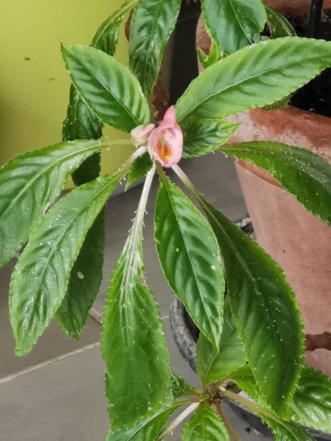 Impatiens