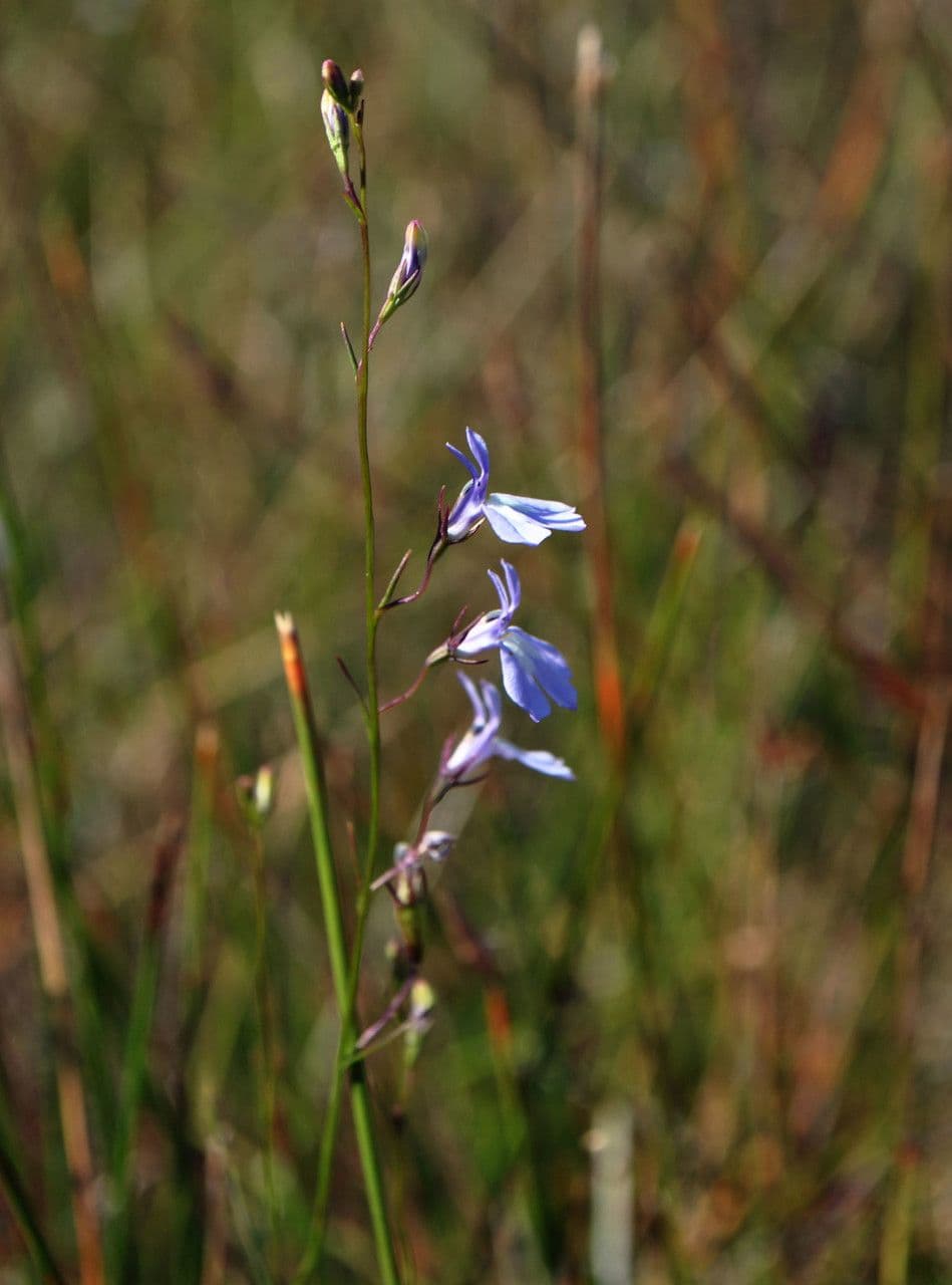 Kalms Glockenblume 10