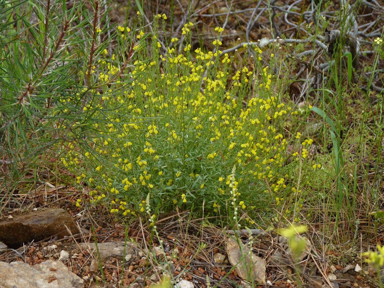 Linaria saxatilis 7