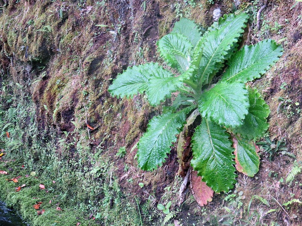 Breitblättrige Distel 4