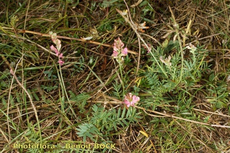 Sulla arenaria 10
