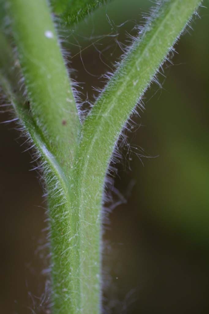 Feuille d'eau appendiculée 18