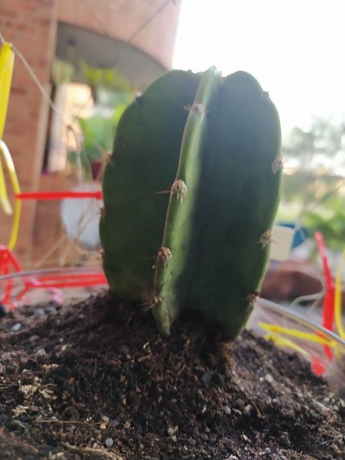 Cereus 9