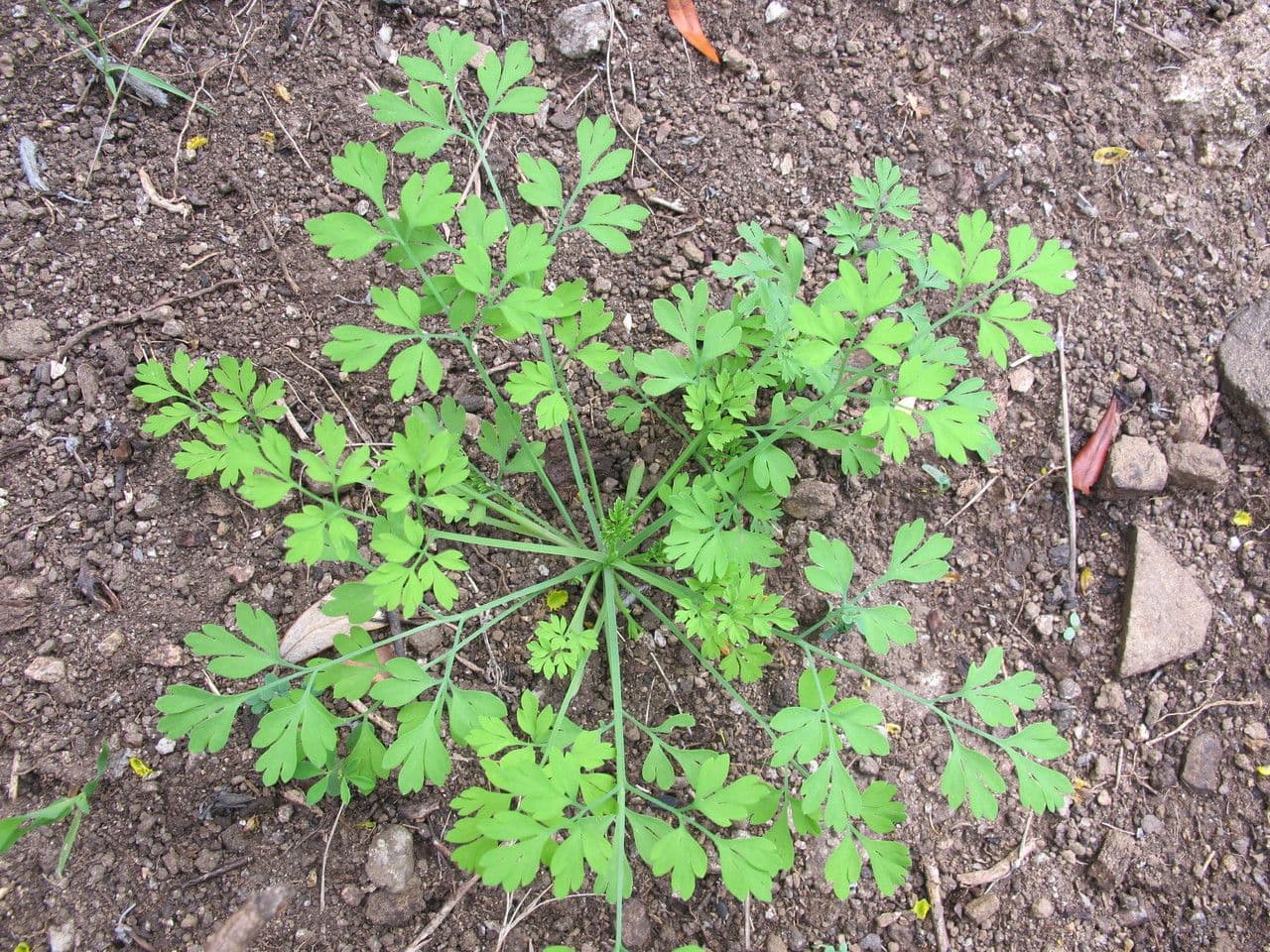 Succowia balearica 13