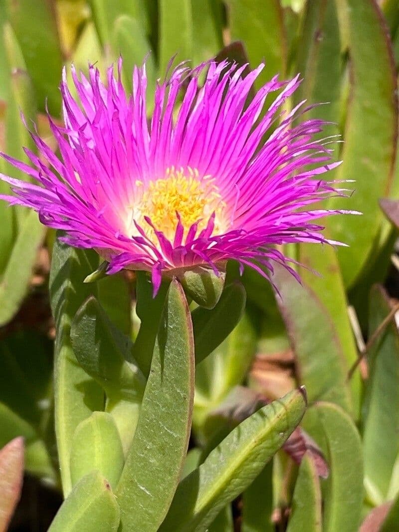 Carpobrotus chilensis 3