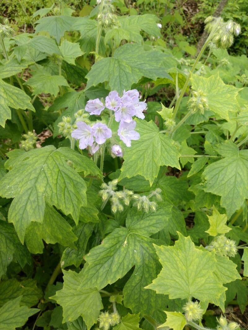 Feuille d'eau appendiculée 16