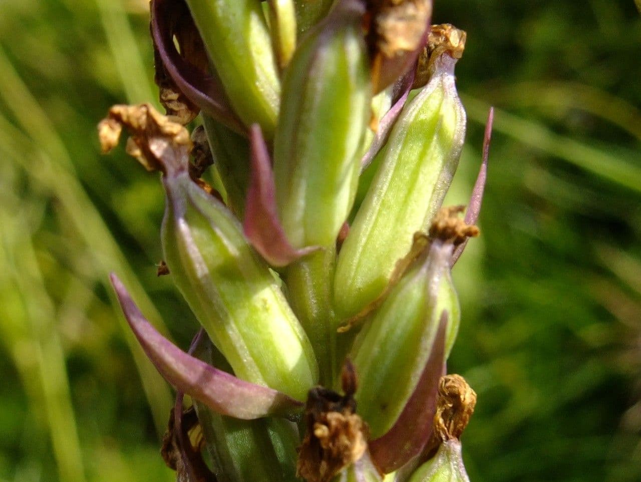 Orchidea macchiata 4