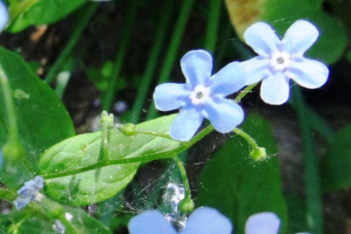 Brunnera 3