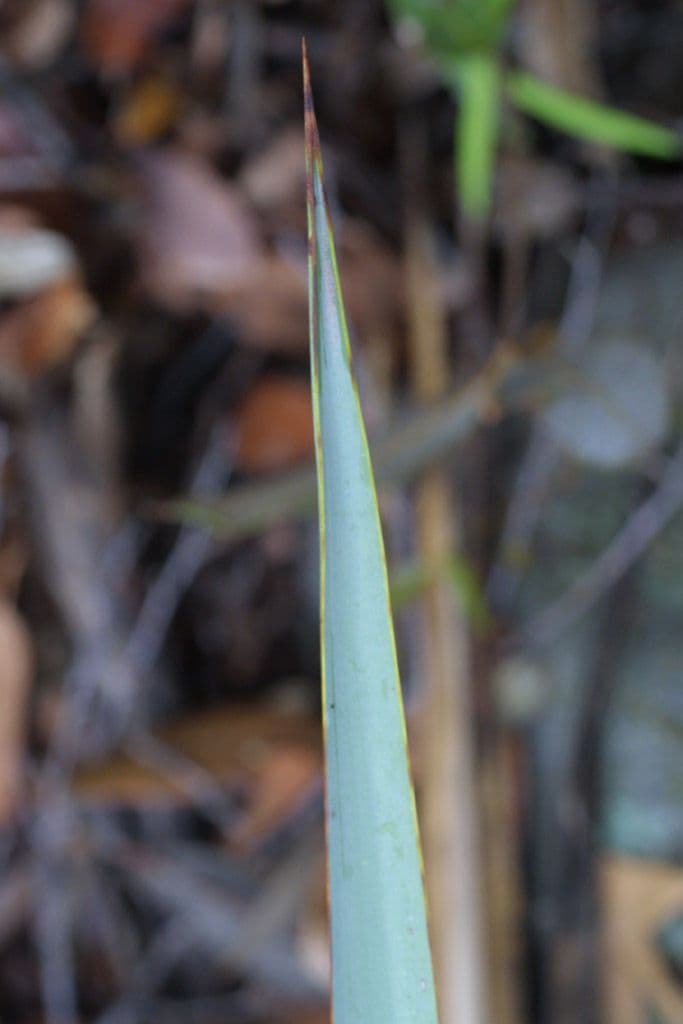 Yucca madrensis 11