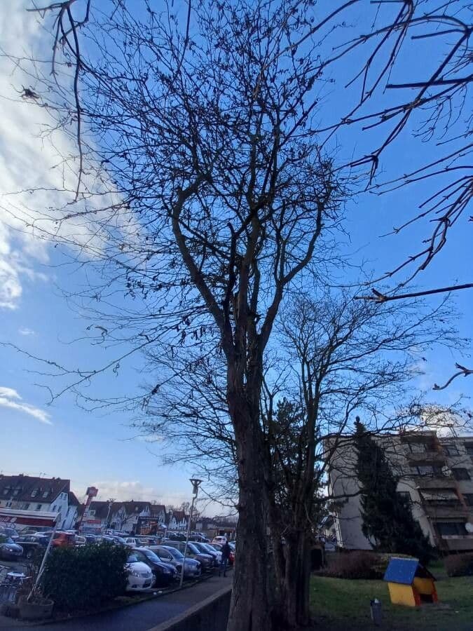 Gledičia trojtŕňová 11