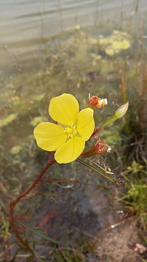Ludvigia marittima 2