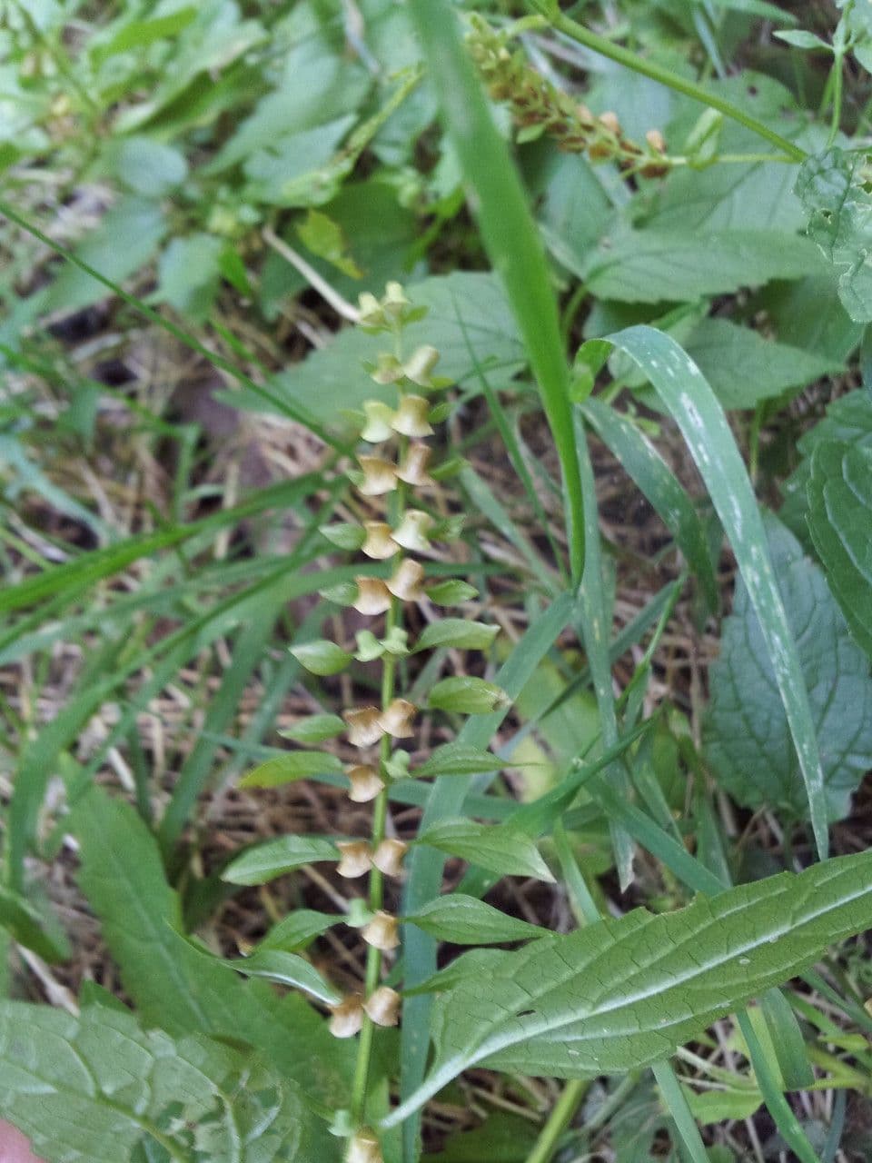 Scutellaria 4