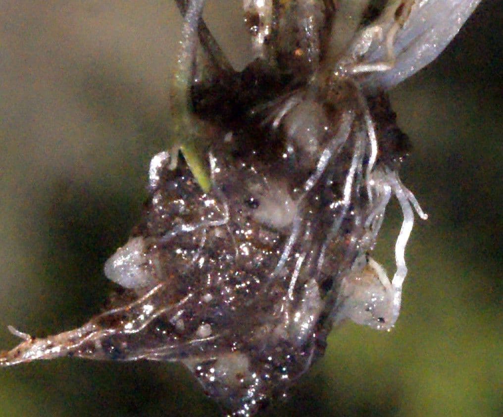 Utricularia multifida 8