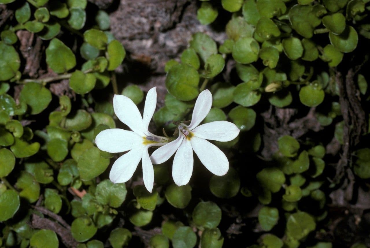 Lobelia angulata 2