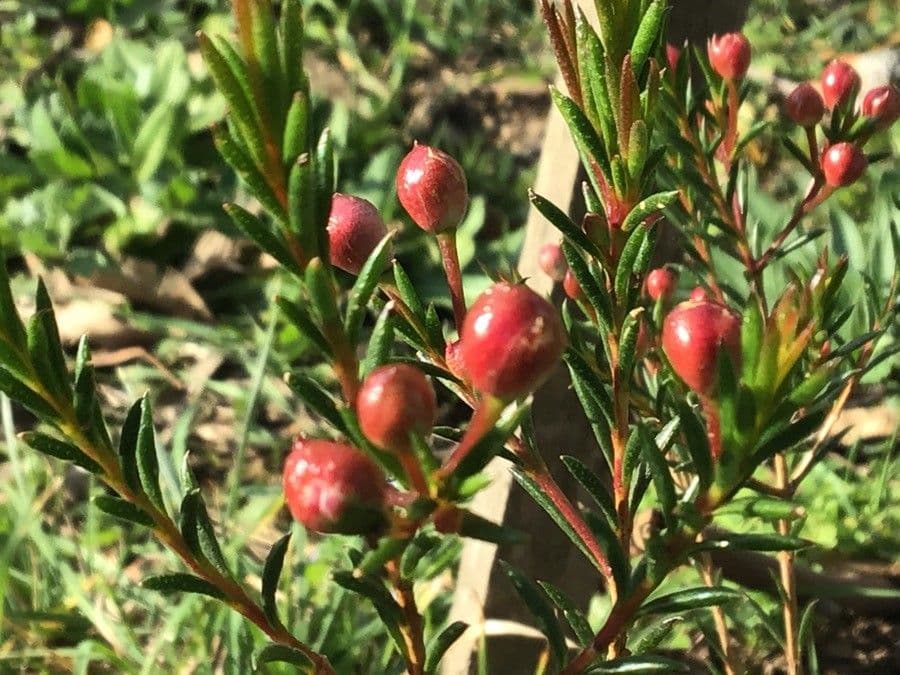 Chamelaucium uncinatum