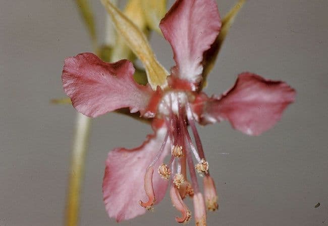 Clarkia romboidale 2