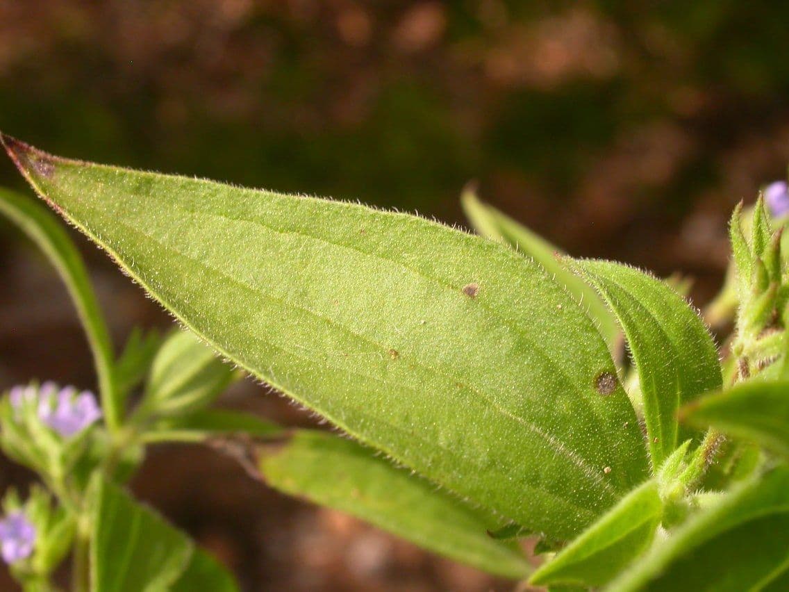 Trichostema 11