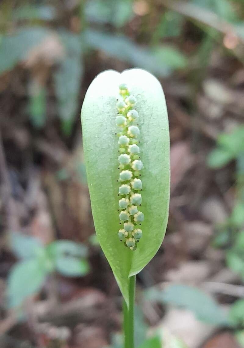 Spathicarpa