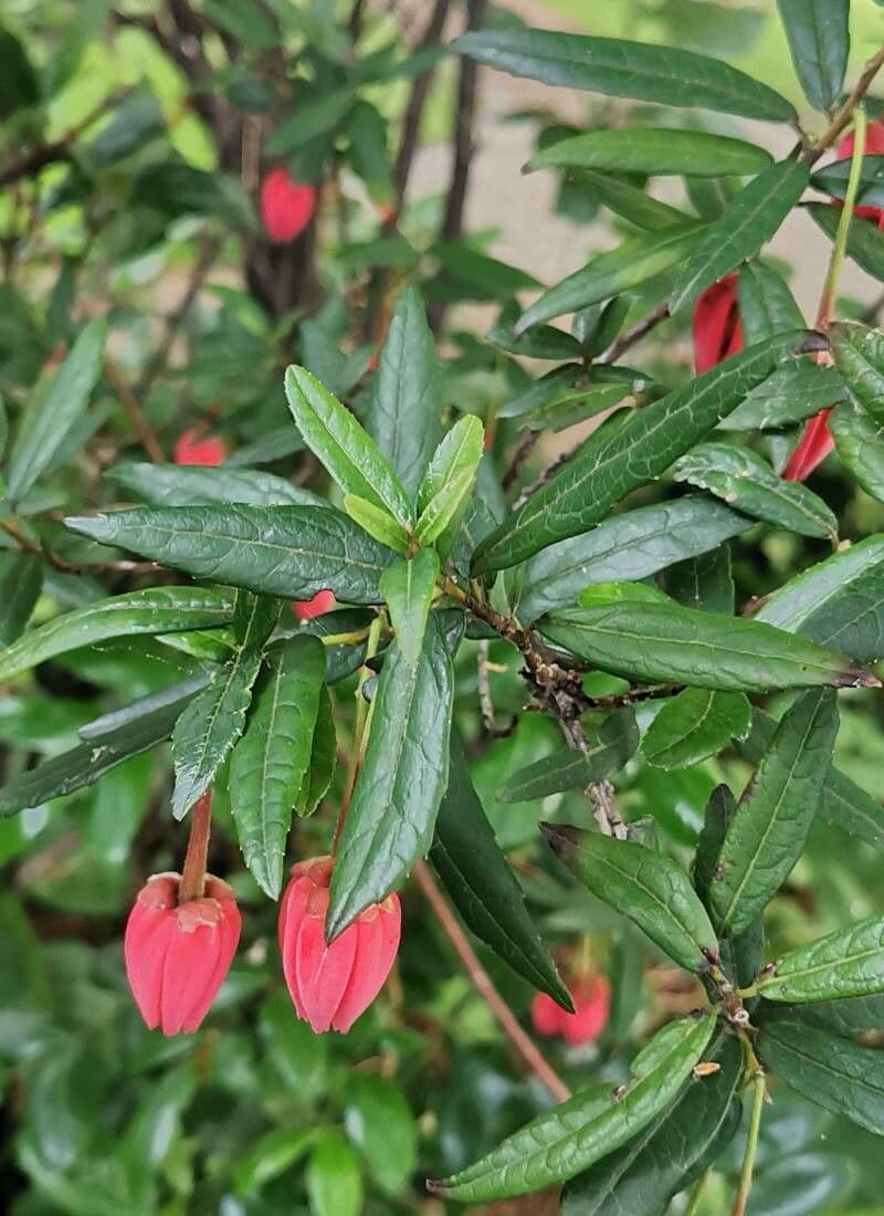 Crinodendron 16