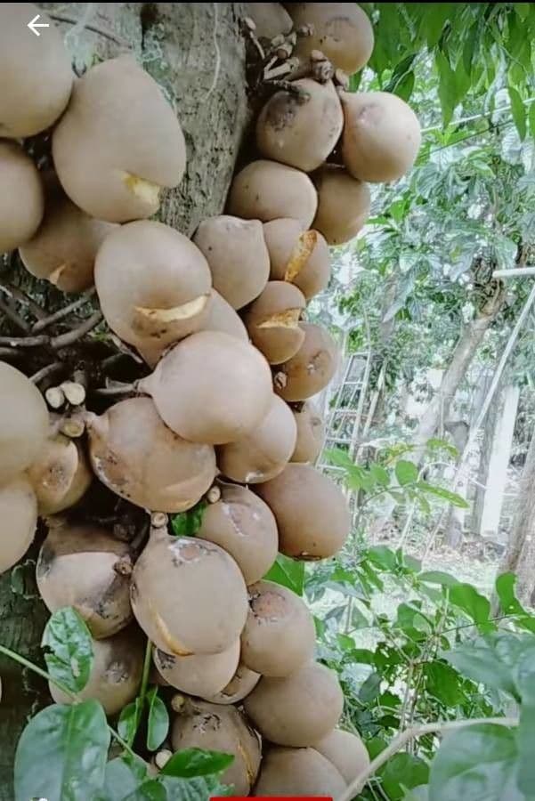 Burahol 4