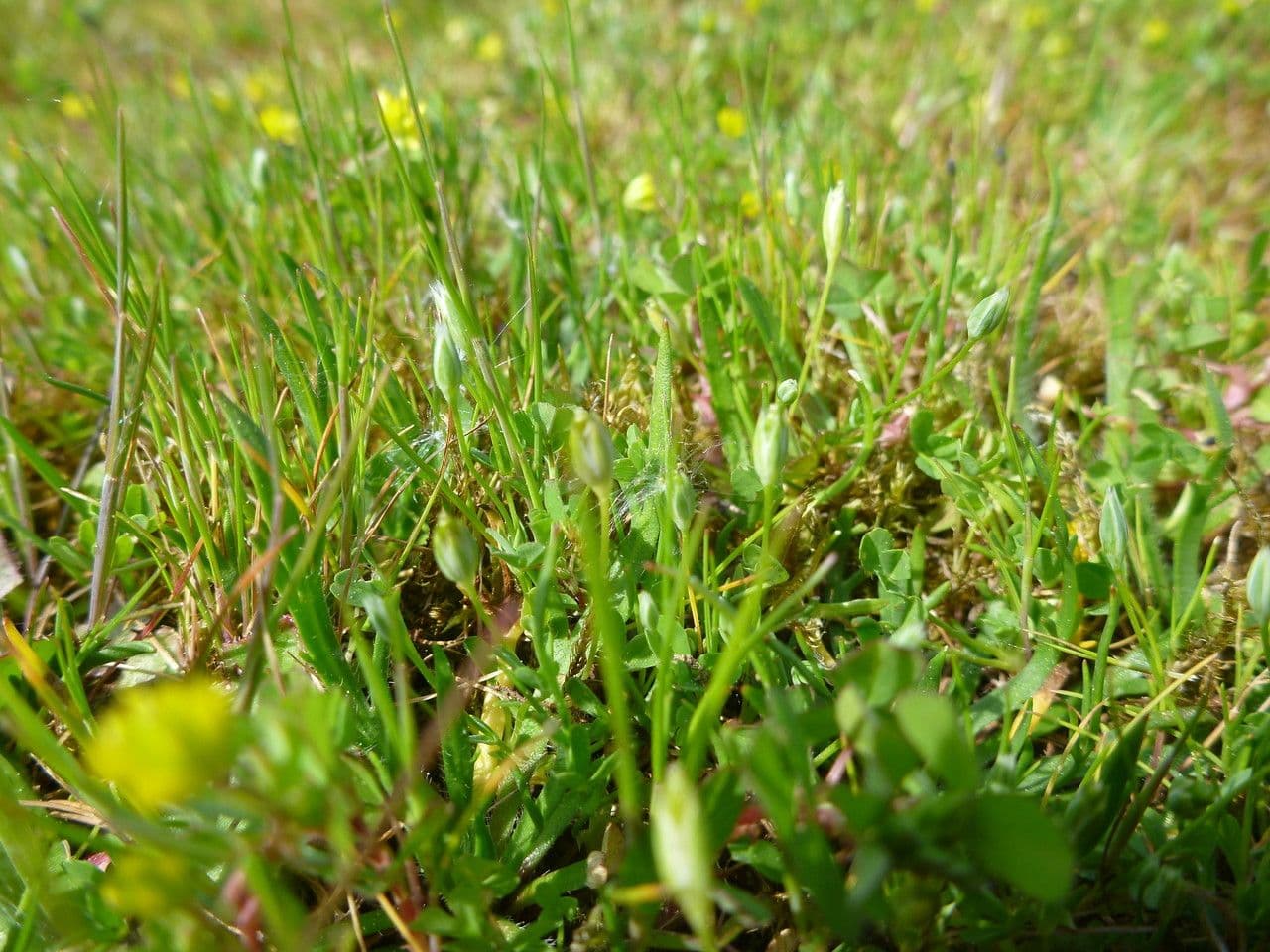 Moenchia erecta 9