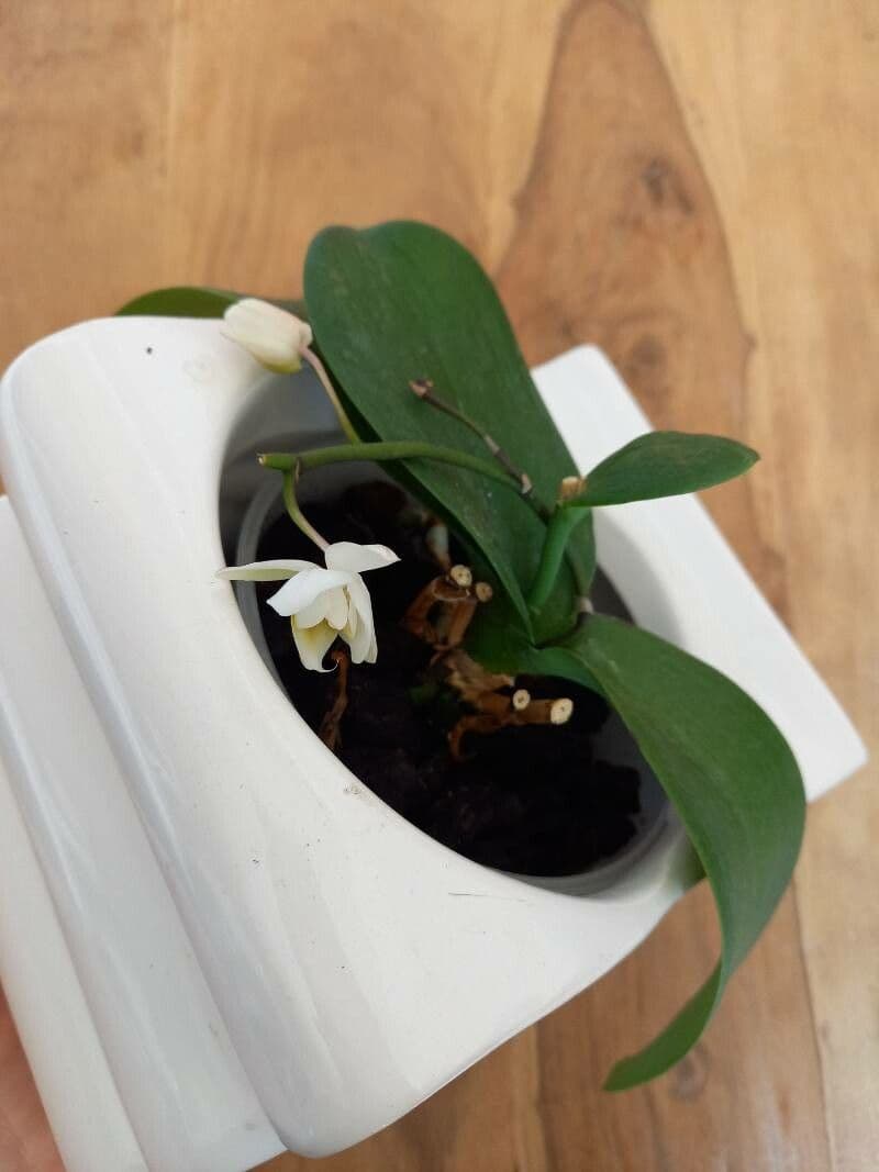 Orchidea farfalla 12